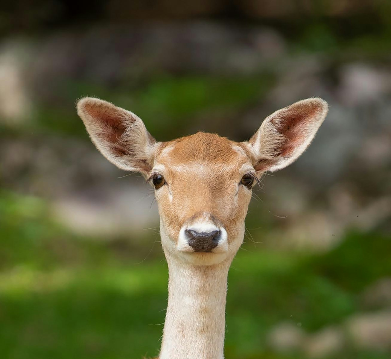 a close up of a deer with a blurry background